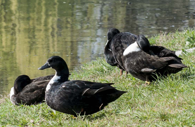 Oche al parco?  No, anatre: ibridi tra germano reale e anatra muta